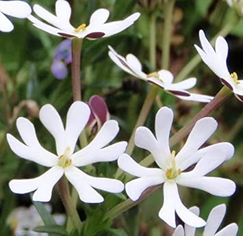 Flower Seeds, Seeds,Seeds For Planting,Plant Seeds