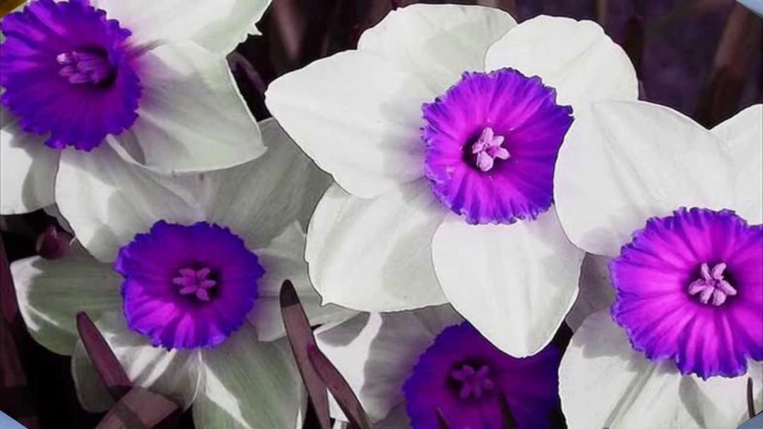 Flower Seeds, Seeds,Seeds For Planting,Plant Seeds