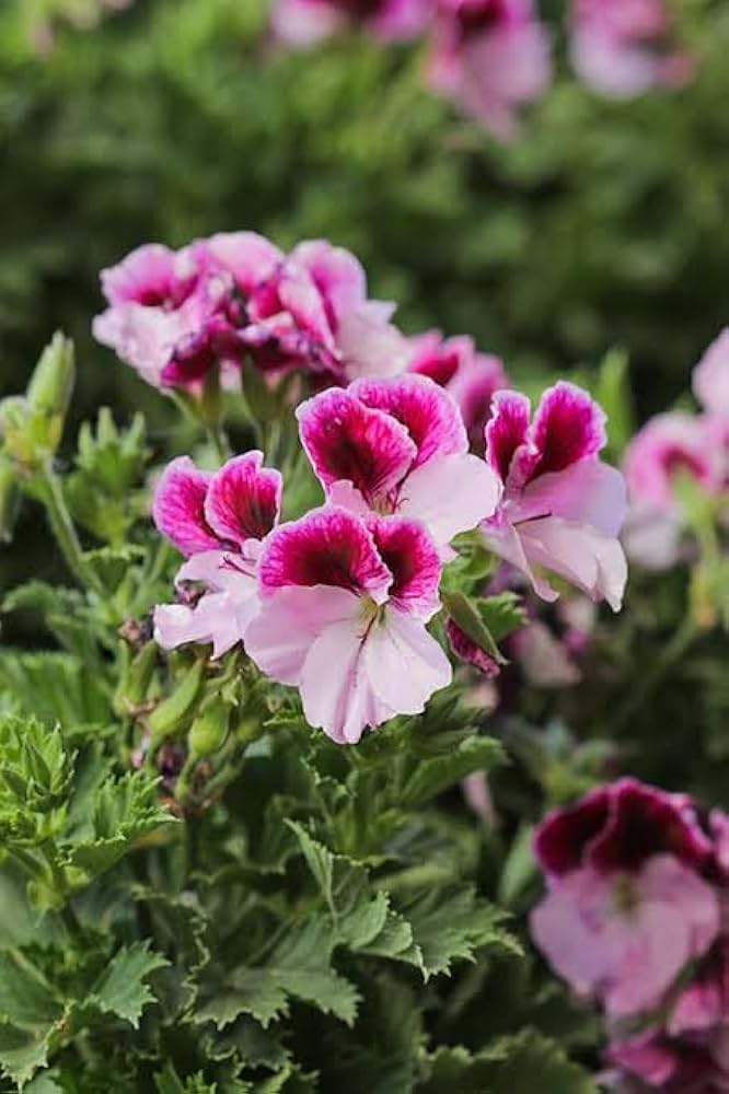 Pelargonium Flower Seeds for Planting White & Pink – Drought Tolerant, Heirloom, Non-GMO, High Germination Organic Garden Seeds