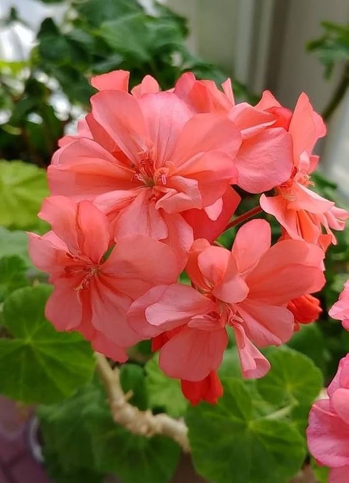 Light Red Geranium Flower Seeds for Planting – Vibrant Blooms, Heirloom Non-GMO High Germination Organic Garden Seeds