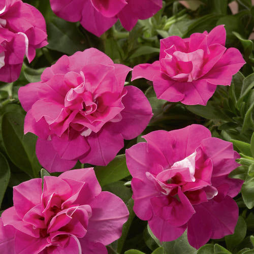 Pink Double Petunia Flower Seeds for Planting – Heirloom, Non-GMO, High Germination Garden Seeds