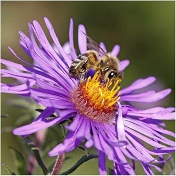 Flower Seeds, Seeds,Seeds For Planting,Plant Seeds