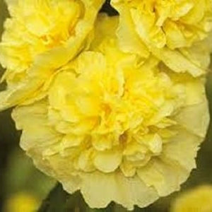 Flower Seeds, Seeds,Seeds For Planting,Plant Seeds