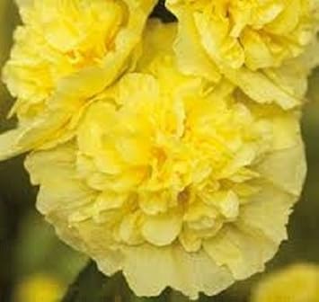 Flower Seeds, Seeds,Seeds For Planting,Plant Seeds