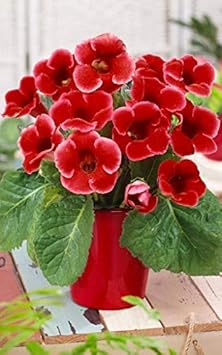 Flower Seeds, Seeds,Seeds For Planting,Plant Seeds