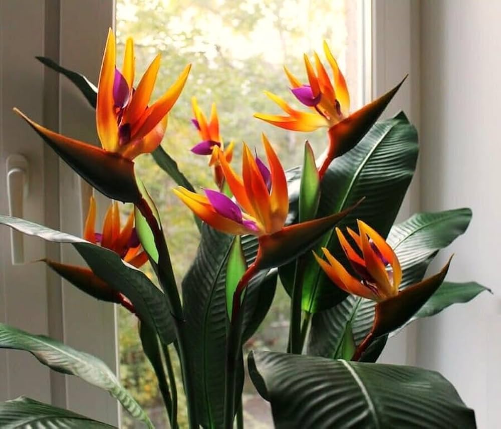 Orange Violet Strelitzia Flower Seeds for Planting – Compact Growth Heirloom Non-GMO High Germination Organic Garden Seeds