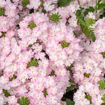 Flower Seeds, Seeds,Seeds For Planting,Plant Seeds