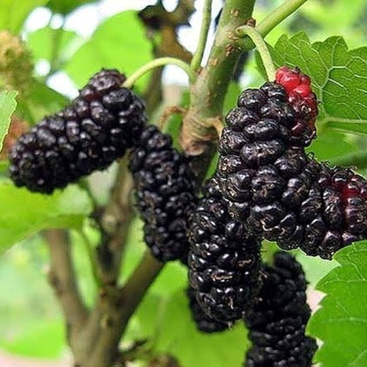 Fruit Seeds,Garden seeds, Seeds For Planting,Plant Seeds