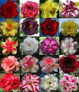 Flower Seeds, Seeds,Seeds For Planting,Plant Seeds