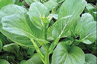 Vegetable Seeds,Garden seeds, Seeds For Planting,Plant Seeds