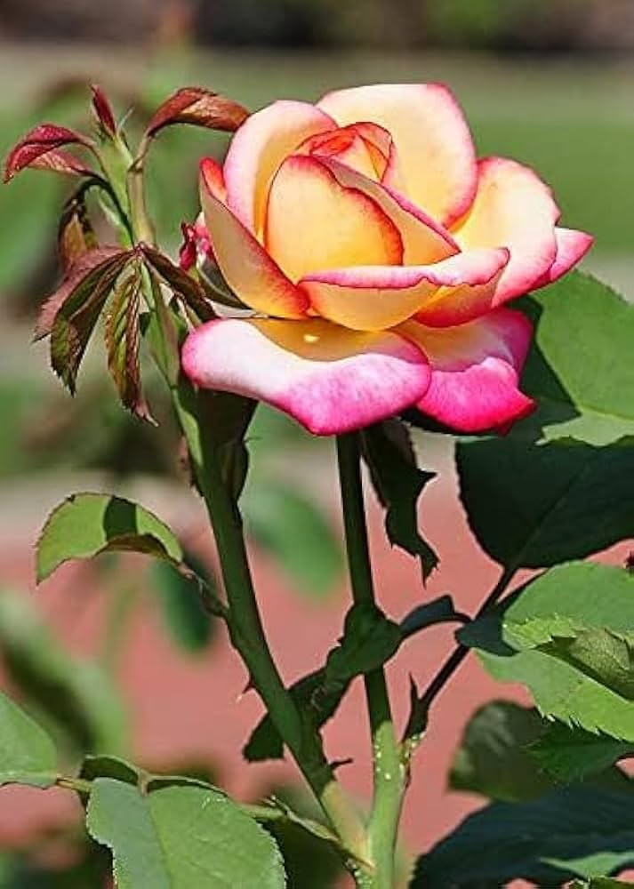 Mixed Ruby Rose Flower Seeds for Planting – Heirloom, Non-GMO, High Germination Organic Garden Seeds