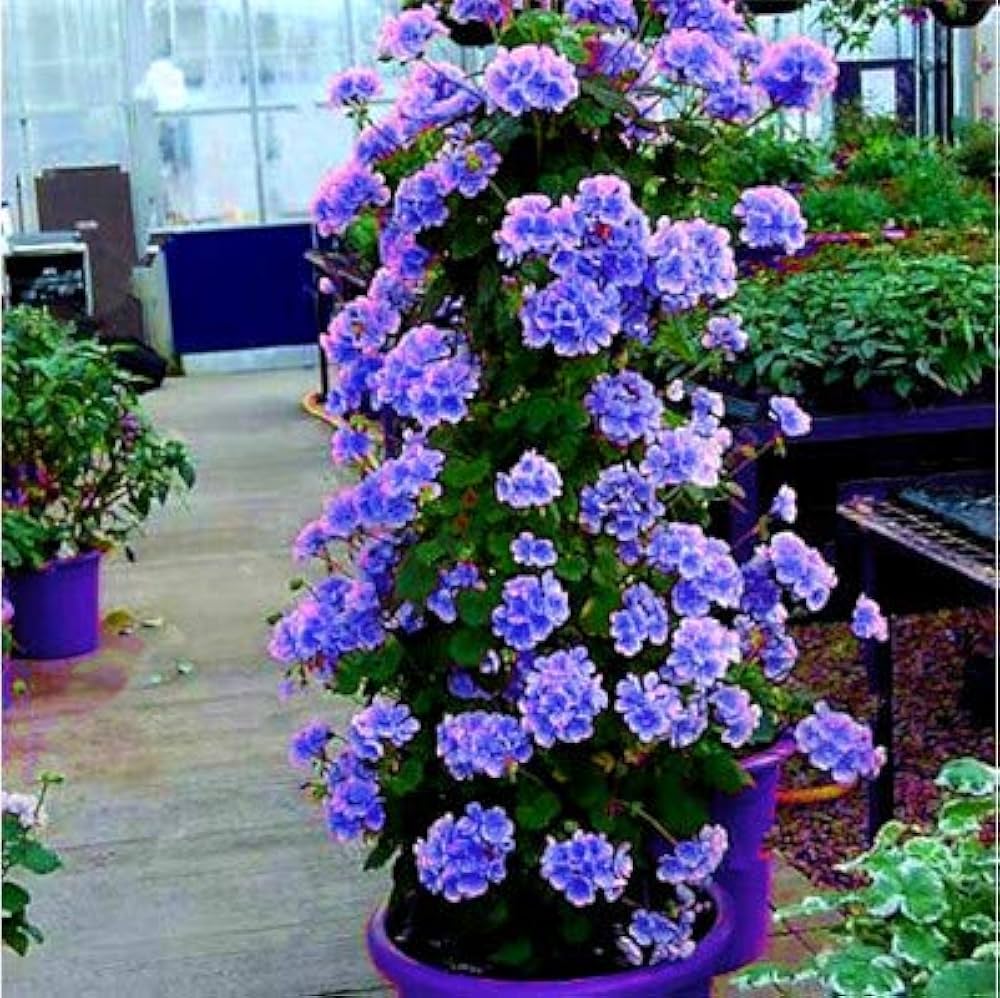 Geranium Flower Seeds for Planting, Purple – Heirloom, Non-GMO, High Germination Organic Garden Seeds