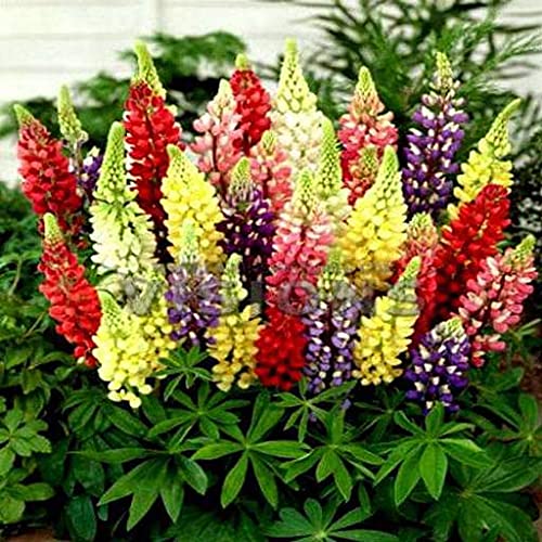 Lupine Flower Seeds for Planting – Drought Tolerant Heirloom Non-GMO High Germination Organic Garden Seeds