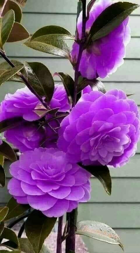 Violet Camellia Flower Seeds for Planting – Cut Flower Favorite, Heirloom, Non-GMO Home Garden