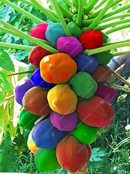 Fruit Seeds,Garden seeds, Seeds For Planting,Plant Seeds