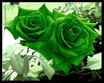 Flower Seeds, Seeds,Seeds For Planting,Plant Seeds