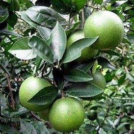 Fruit Seeds,Garden seeds, Seeds For Planting,Plant Seeds