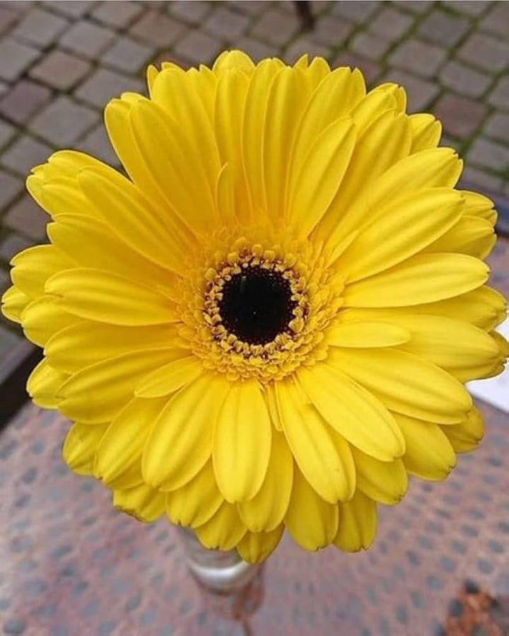 Yellow Gerbera Flower Seeds for Planting – Heirloom, Non-GMO, Hardy Variety, High Germination Seeds