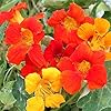Red Nasturtium Flower Seeds 100 pcs – Heirloom, Non-GMO, High Germination, Organic Garden Seeds for Planting