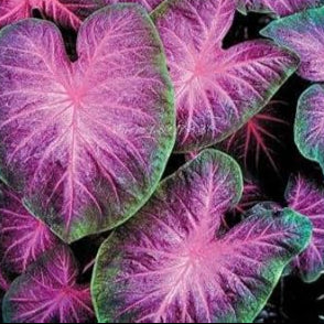 Herb Seeds,Garden seeds, Seeds For Planting,Plant Seeds