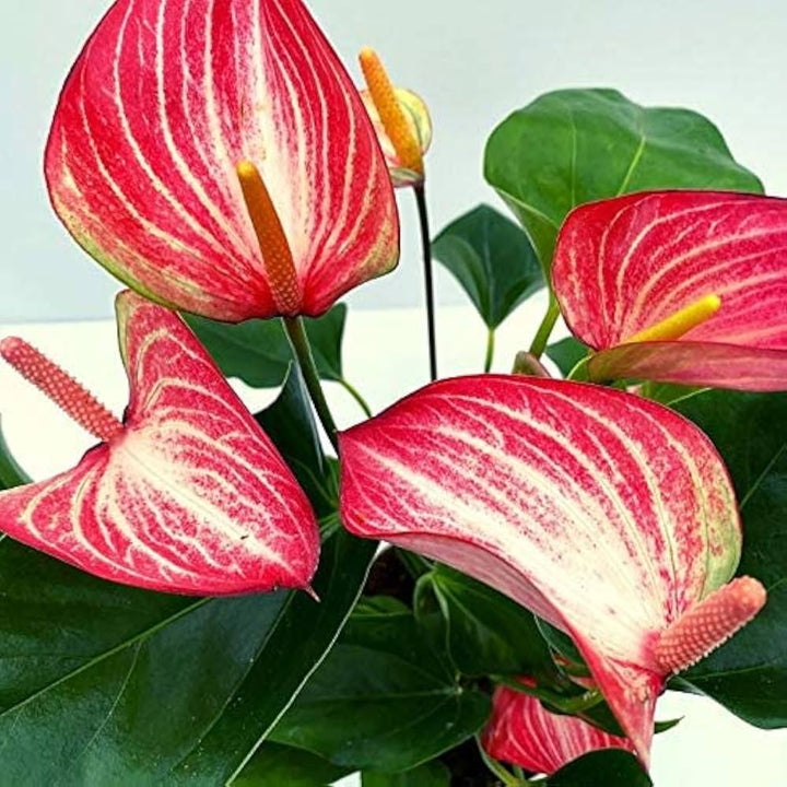 Red White Anthurium Flower Seeds for Planting – Heirloom, Non-GMO, Easy to Grow, High Germination