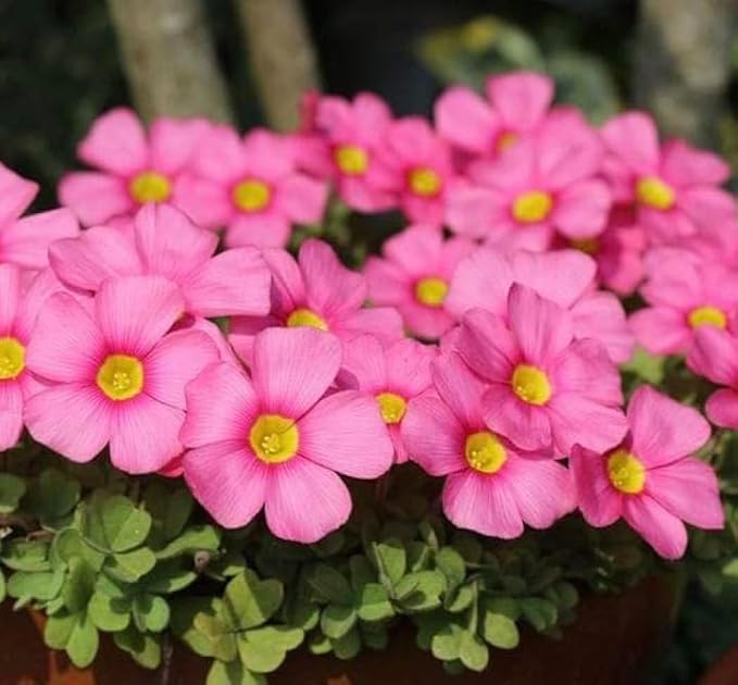Pink Carpet Oxalis Flower Seeds for Planting – Heirloom, Non-GMO, High Germination Organic Garden Seeds