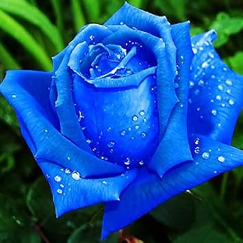 Flower Seeds, Seeds,Seeds For Planting,Plant Seeds