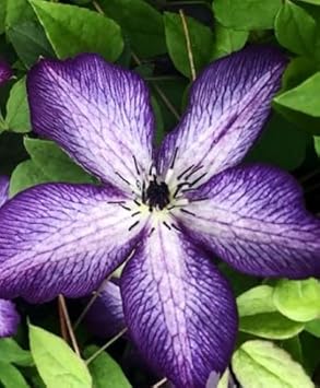 Flower Seeds, Seeds,Seeds For Planting,Plant Seeds