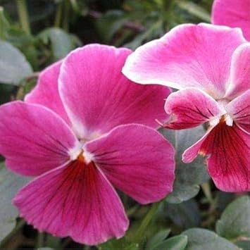 Flower Seeds, Seeds,Seeds For Planting,Plant Seeds