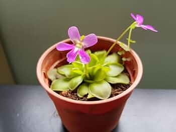 Mexican Butterwort Carnivorous Flower Seeds – Hardy Heirloom Non-GMO Planting