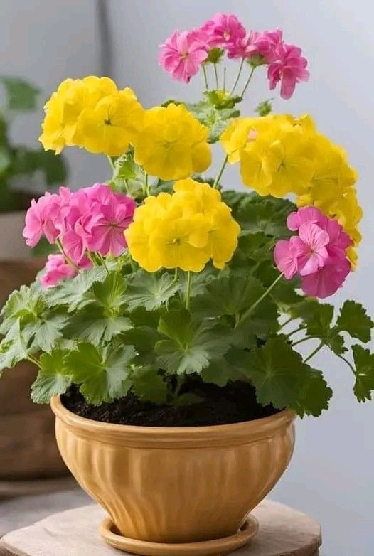 Pink Yellow Geranium Flower Seeds for Planting – Heirloom Non-GMO, High Germination Organic Garden Seeds