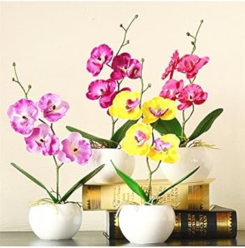 Flower Seeds, Seeds,Seeds For Planting,Plant Seeds