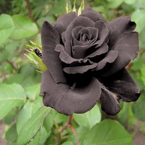 Flower Seeds, Seeds,Seeds For Planting,Plant Seeds