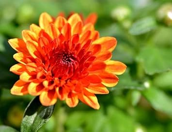 Flower Seeds, Seeds,Seeds For Planting,Plant Seeds