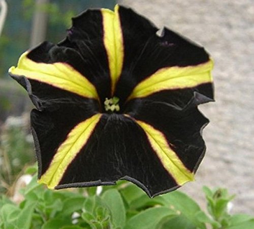 Black Yellow Petunia Flower Seeds for Planting – Heirloom Non-GMO High Germination Organic Garden Seeds