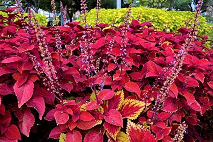 Red Coleus Flower seeds for Planting – Cottage Garden Essential, Heirloom &amp; Non-GMO Seeds