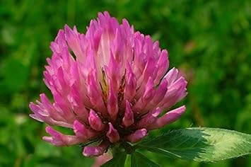 Flower Seeds, Seeds,Seeds For Planting,Plant Seeds