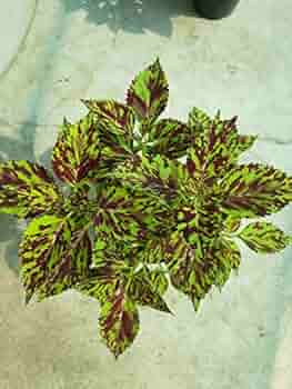 Green Coleus Seeds – Shade Tolerant, Heirloom, Non-GMO, High Germination Organic Garden Seeds for Planting Home Gardens