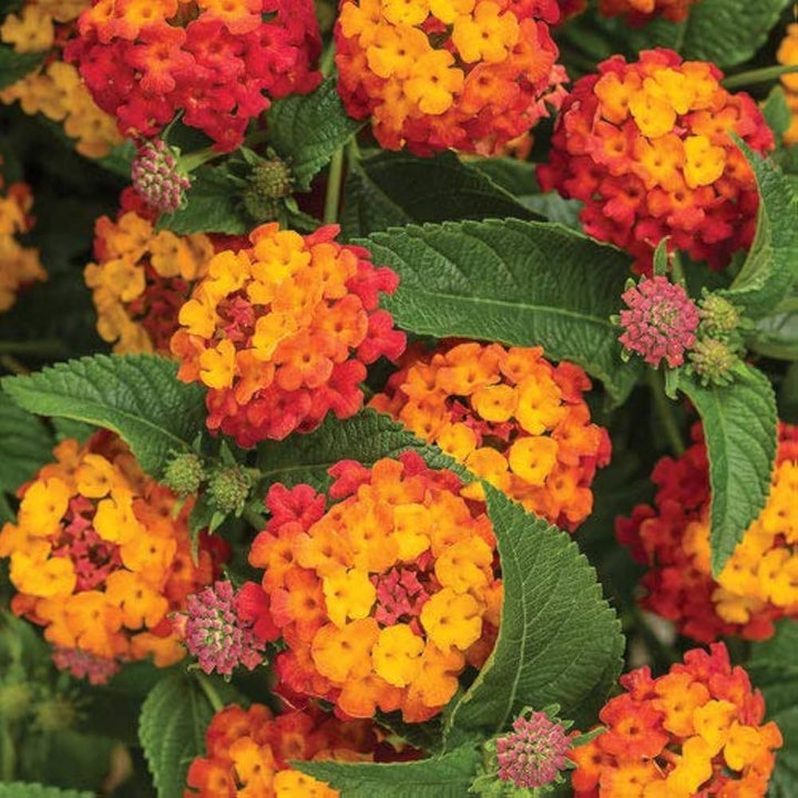 Orange Lantana Flower Seeds for Planting – Heirloom, Non-GMO, Colorful Display, High Germination