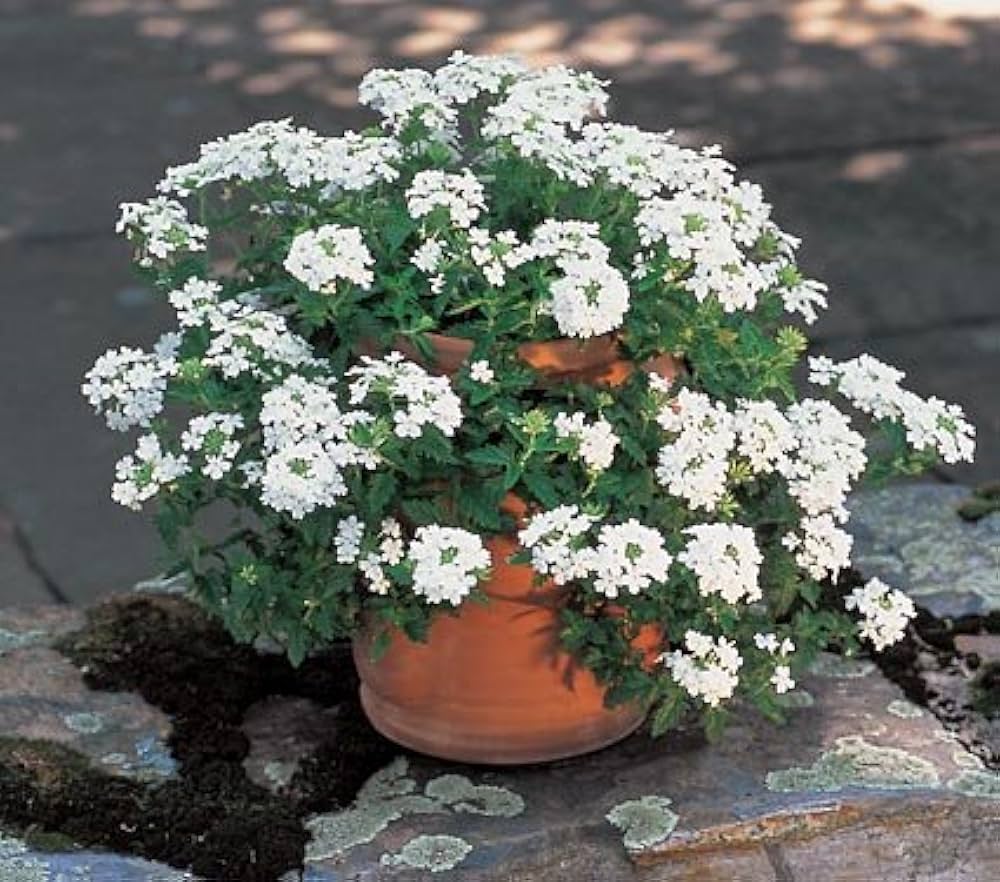 White Verbena Flower Seeds for Planting Heirloom Non-GMO High Germination Organic Garden Seeds
