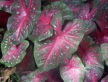 Flower Seeds, Seeds,Seeds For Planting,Plant Seeds