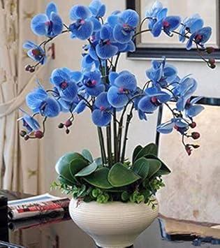 Flower Seeds, Seeds,Seeds For Planting,Plant Seeds