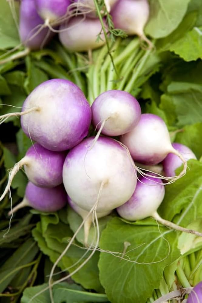 White Turnip Vegetable Seeds for Planting – Heirloom & Non-GMO Garden Seeds for Sweet, Tender Roots