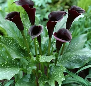 Flower Seeds, Seeds,Seeds For Planting,Plant Seeds