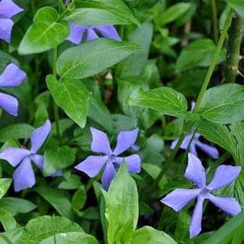 Sky Blue Periwinkle Flower Seeds for Planting – Garden Favorite Heirloom, Non-GMO, High Germination Garden Seeds