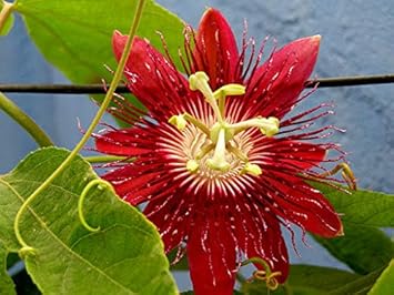 Flower Seeds, Seeds,Seeds For Planting,Plant Seeds