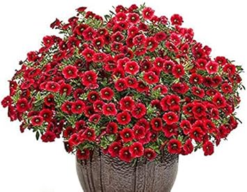 Flower Seeds, Seeds,Seeds For Planting,Plant Seeds