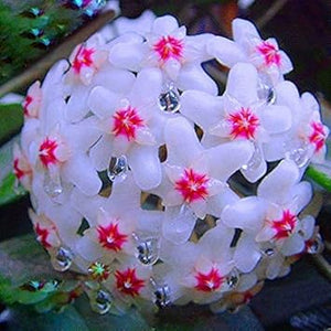 Flower Seeds, Seeds,Seeds For Planting,Plant Seeds