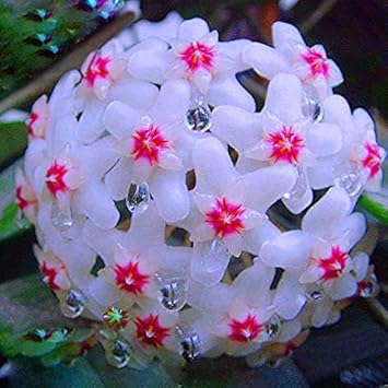 Flower Seeds, Seeds,Seeds For Planting,Plant Seeds