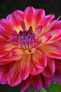 Pink Two Color Dahlia Flower Seeds for Planting – Heirloom, Non-GMO, Compact Growth Organic Garden Seeds